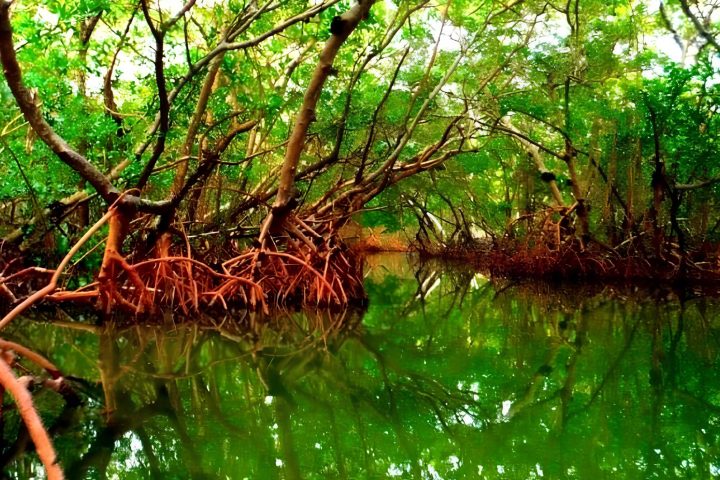 a large green tree in a forest