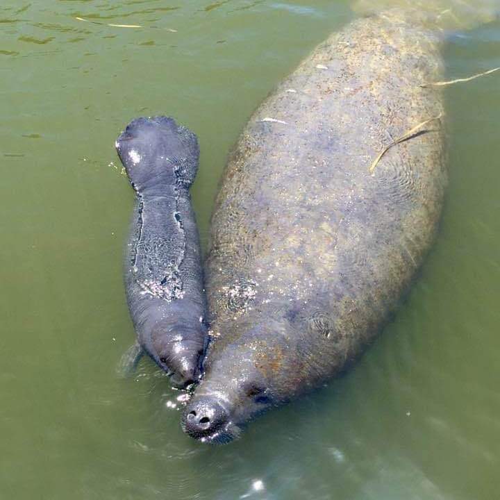 a fish swimming under water
