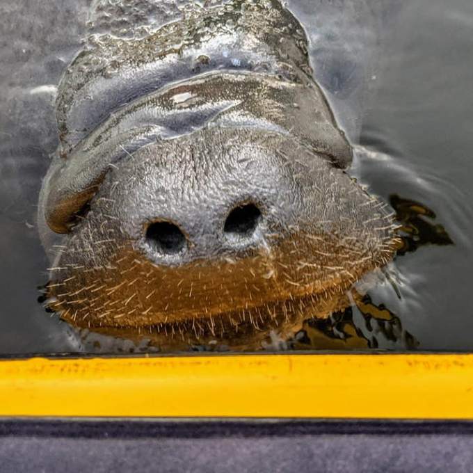 a close up of a bird