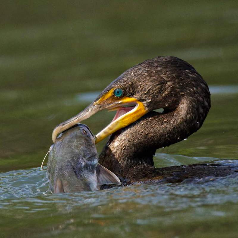 a duck swimming in a body of water