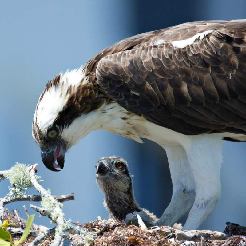 a bird standing on top of each other