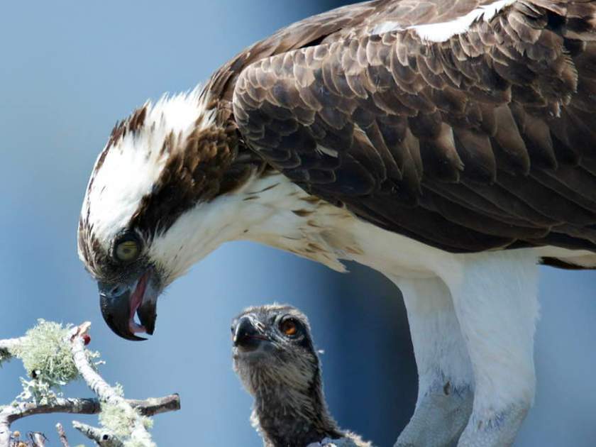 a bird standing on top of each other
