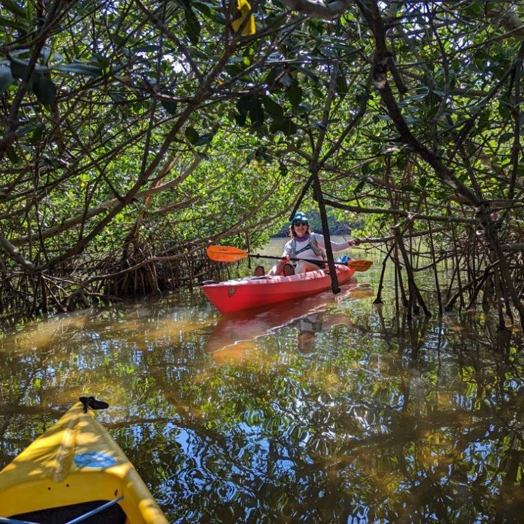 a boat floating on top of a tree