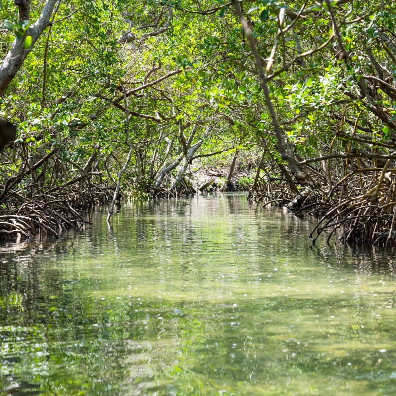 water next to a tree