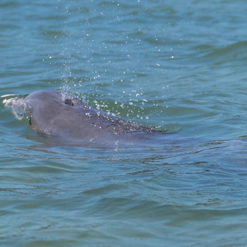 a dog swimming in a body of water