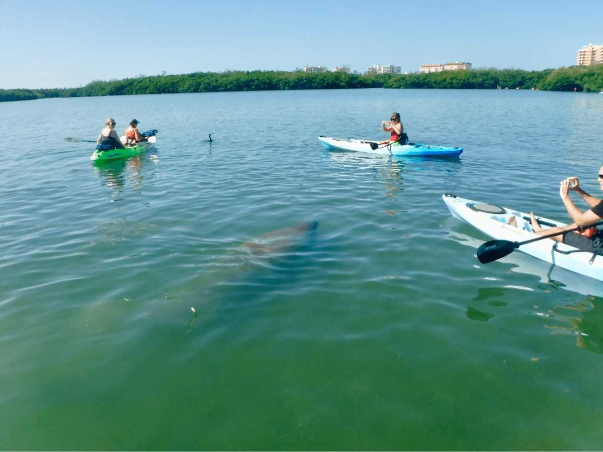 Three kayakers watch a large manatee swimming in calm waters.