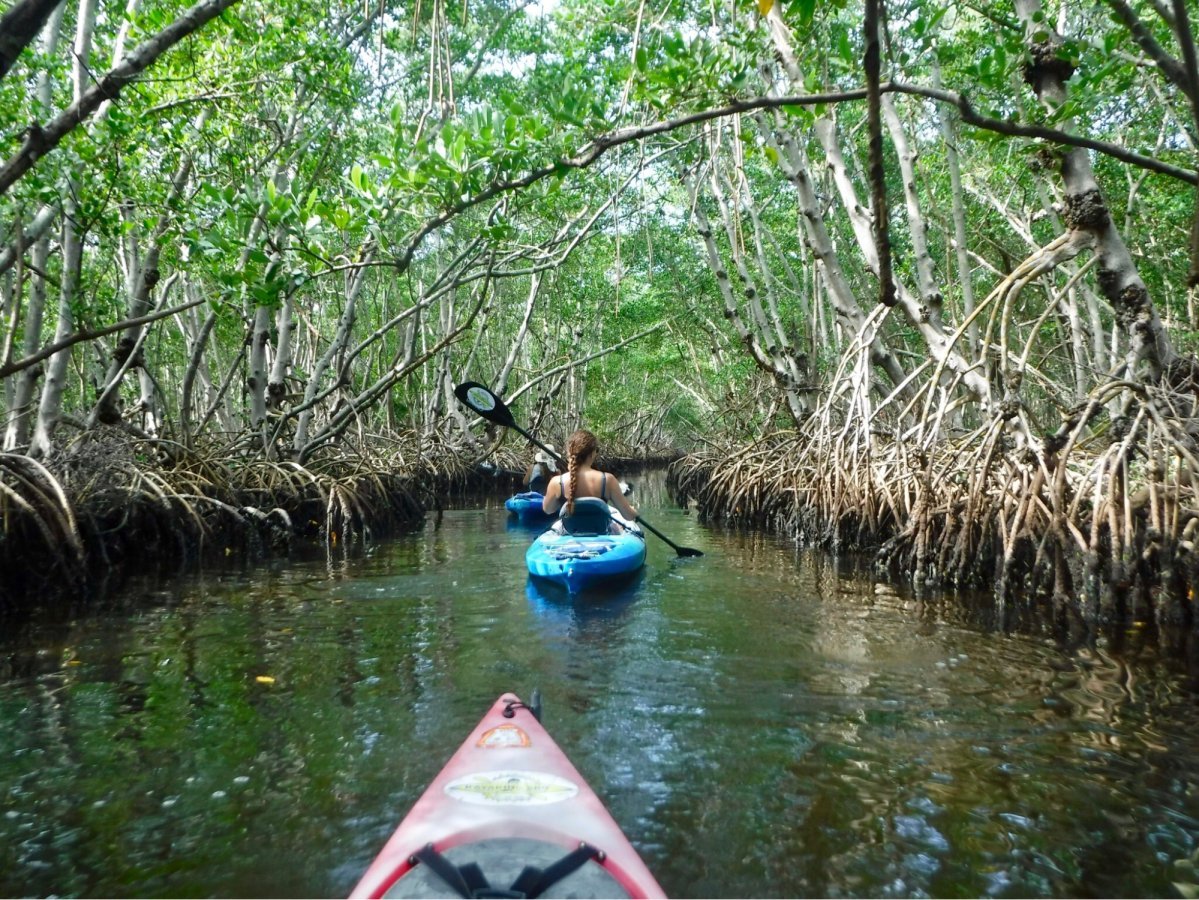 People kayaking through a narrow mangrove waterway.