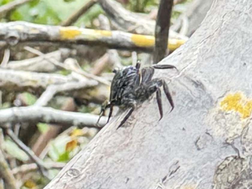 Close-up of a spider on a lichen-covered branch in a wooded area.
