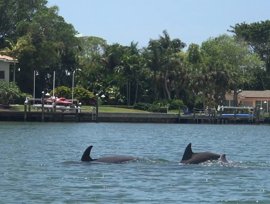 Dolphins swimming in a river near lush green trees and houses.